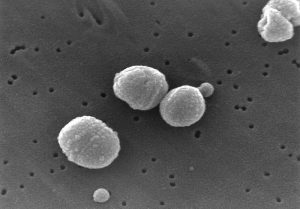 streptococcus_pneumoniae